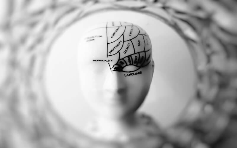 Model of a human head with areas of the brain labelled